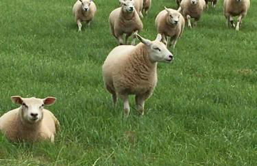 OLD CHAPEL Hayton Cumbria CA89HR - Foto 58