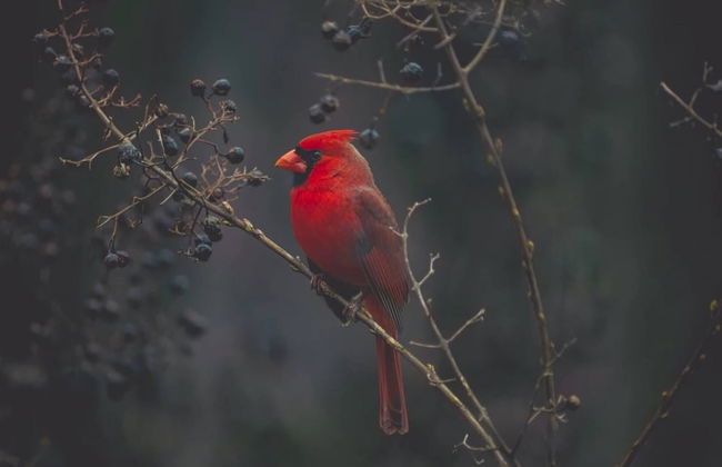 Cardinals Perch - Foto 23