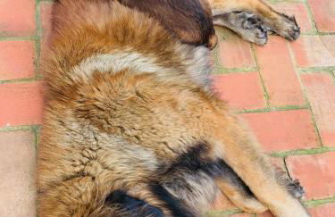 Monte do Lago, Pegões - Foto 78