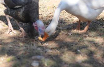 Pousada e Restaurante Victórios - Photo 64