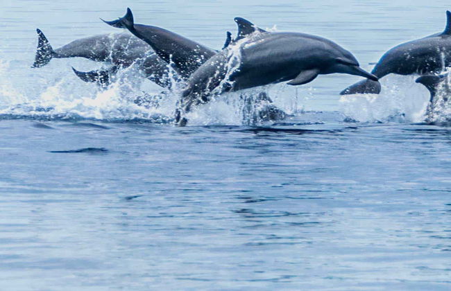 Avistamiento de delfines y ballenas en Bohol - Foto 7
