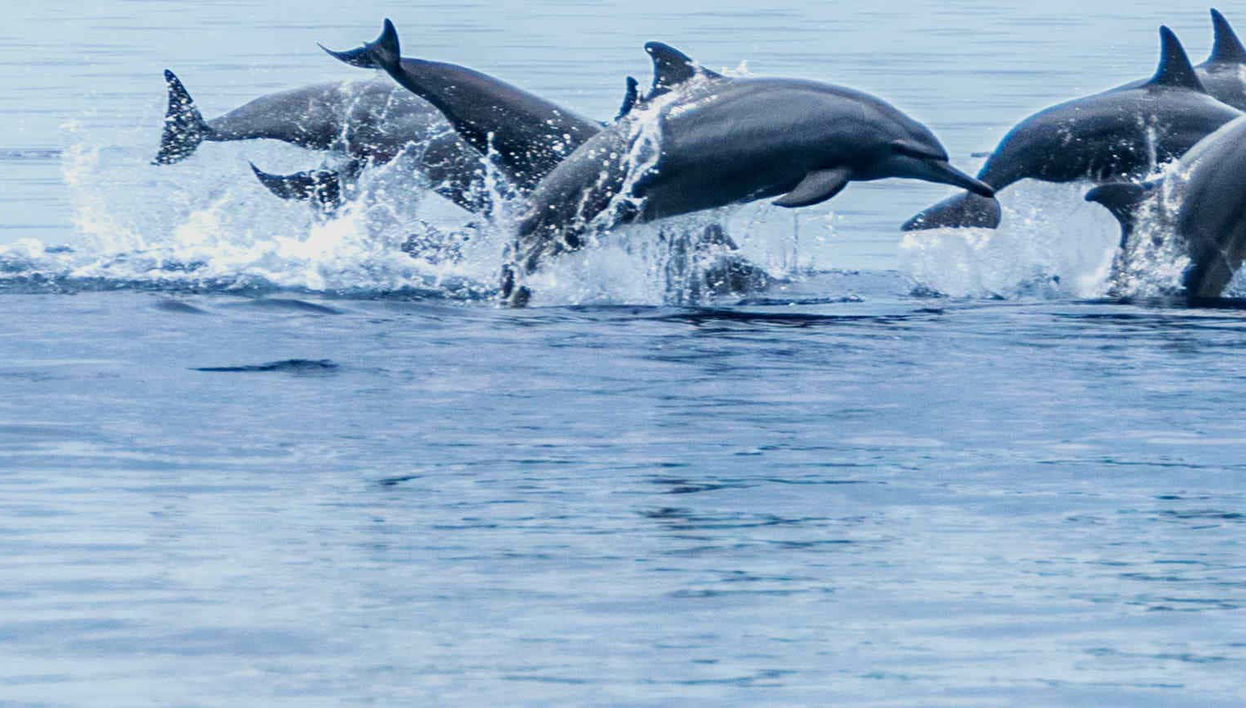 Avistamento de cetáceos em Bohol