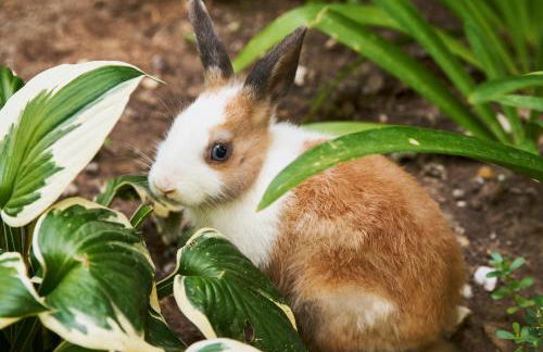 Al Canton Agriturismo di Design - Foto 48