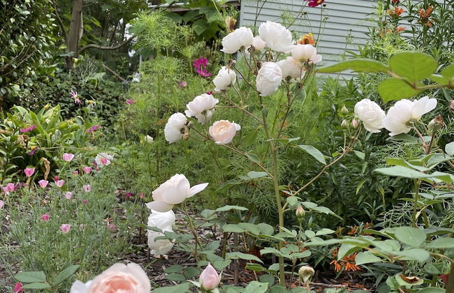 Tindoona Cottages - Foto 39