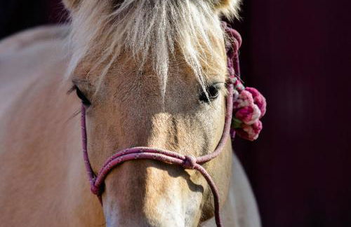 504 Stallgeflüster - Foto 33
