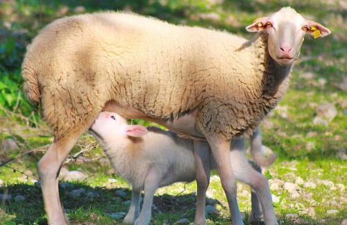 155 Finca Son Rossignol by Mallorca Charme - Foto 31