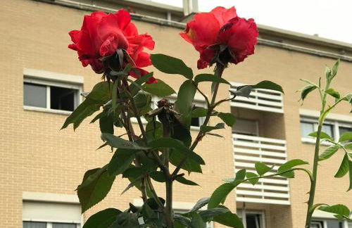 Apartamentos Olga Cantabria - Foto 40