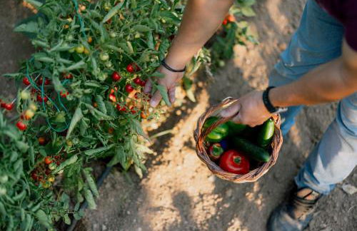 MiraFysee Farm - Foto 10