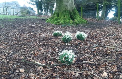 Bluebell Cottage - Foto 14