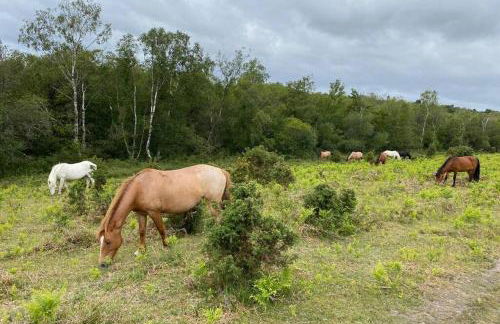 Barton on Sea self contained, stunning sea views - Photo 31
