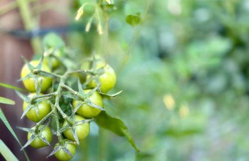 Koklas Studios - Foto 45