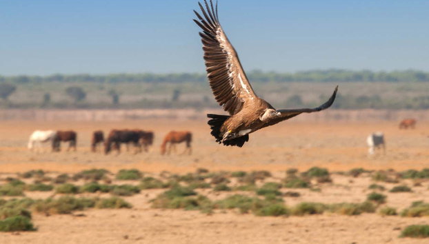 Tour del Parco Nazionale di Doñana in 4x4 - Foto 5