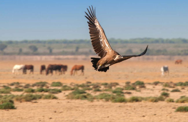 Tour en 4x4 por el Parque Nacional de Doñana - Foto 6
