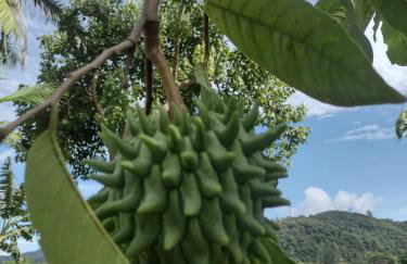 Cantinho da nona Nova Trento SC - Foto 26