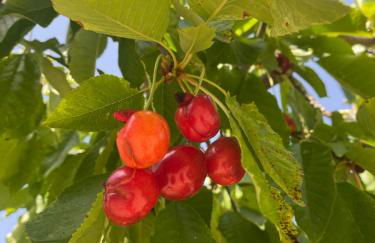 La Manaude - Photo 35