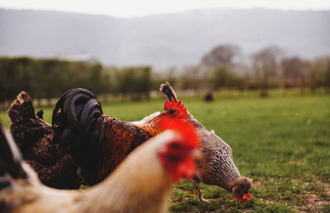 Erw Glas Glamping and Camping - Photo 57