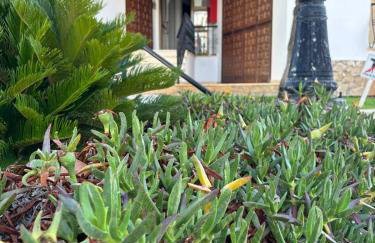 Langosta Petite Premium - Foto 32