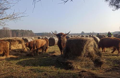 Chabrowa Polana domek - Foto 11