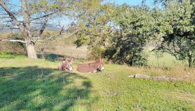 Mas 5 étoiles aux portes des Cévennes - Piscine privée 12m - Randos et Rivières - Foto 4