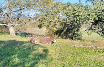 Mas 5 étoiles aux portes des Cévennes - Piscine privée 12m - Randos et Rivières - Foto 4