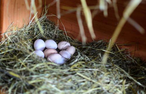 Zakątek Szczęścia Eko Agroturystyka - Foto 58