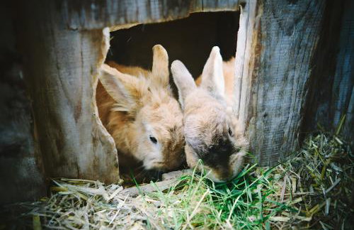 Bio Ferienbauernhof Voß - Foto 74