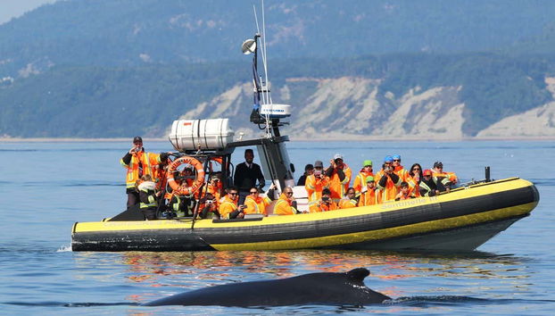 Nell'habitat naturale delle balene