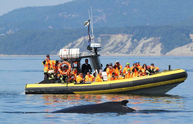 Giro in zodiac con avvistamento di balene - Foto 4