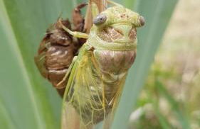 La Maison des Armas - Foto 6