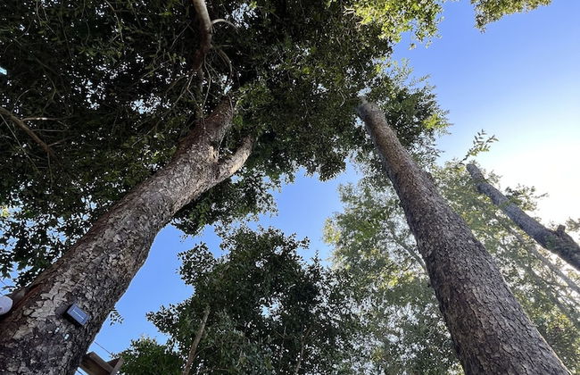 CABAÑAS QATAR PUCÓN - Foto 16