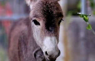 Agriturismo AgriTexS - Foto 19