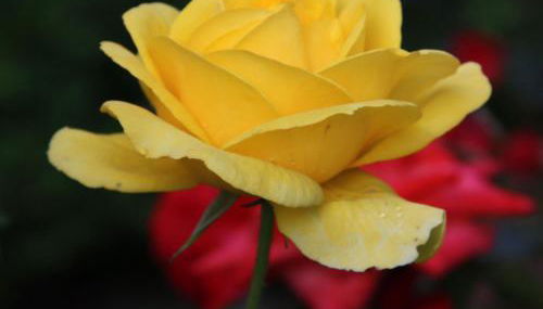 Ferienwohnungen Pano - Foto 4