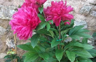 Appartamento Anna - Foto 33