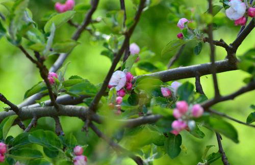 Dom na Warmii -Siedlisko Jabłonka - Foto 6