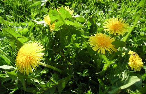 Natur-Aktiv-Hof Thiem - Foto 31