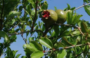 Casa del melograno - Foto 23