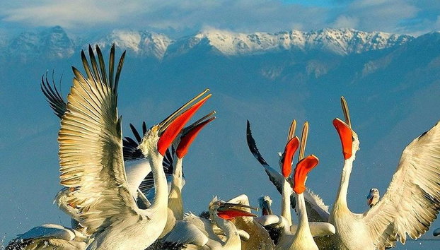 Kerkini Lake - Private Full-Day Tour - Foto 4