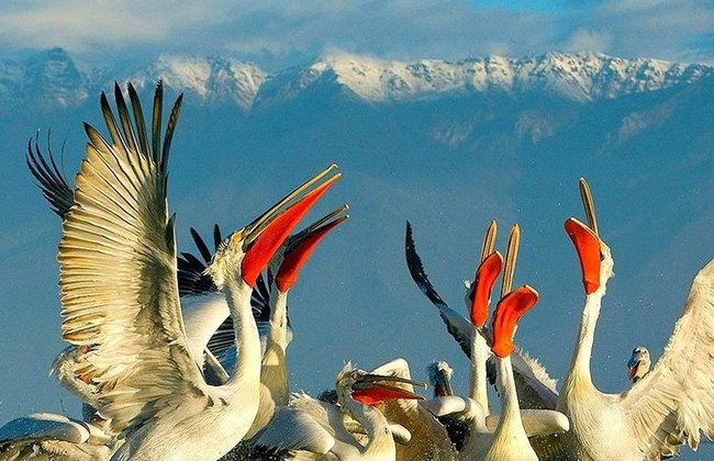 Kerkini Lake - Private Full-Day Tour - Photo 4