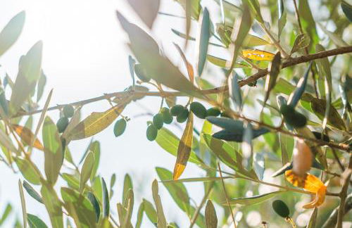 Fattoria Laviosa - Foto 28