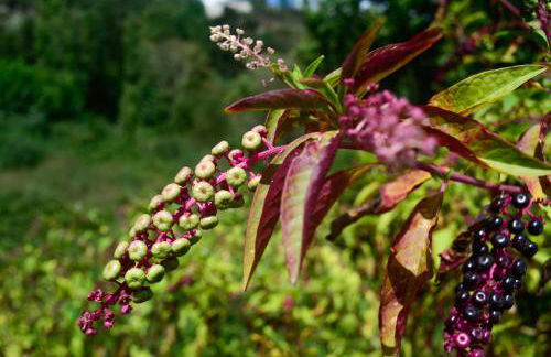 Capa da Encosta - Foto 44