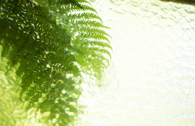 Fig Tree Retro Studio - Foto 4