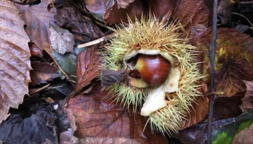 Mirador de Miranda, Apartamentos Rural & Spa Inc - Foto 5