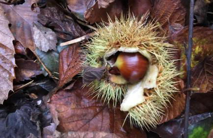 Mirador de Miranda, Apartamentos Rural & Spa Inc - Foto 5