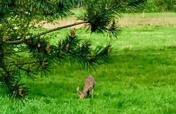 Apartament przy lesie - Foto 19