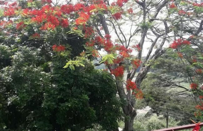 Riverine Cascade - Foto 17