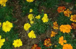 Teresopolis Duplex Green Valley - Photo 40