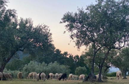 Special Farmstay, Faia-Guarda - Foto 54