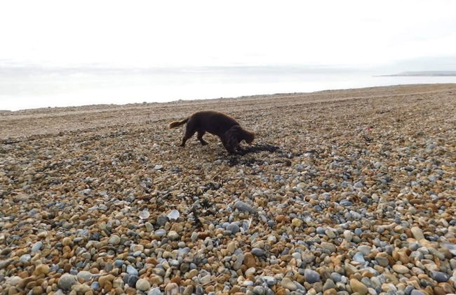 Exquisite Beachfront Residence With Luxurious Interiors The Cozy Clam Pevensey Bay - Foto 80