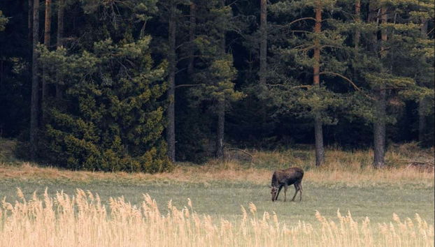 Safari dans les forêts de Stockholm - Photo 5