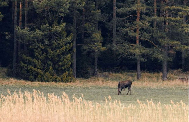 Stockholm Wildlife Safari - Foto 5